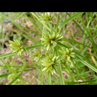 Cyperus Eragrostis (fam Cyperacees) (amerique du nord) (3)